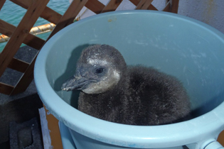 赤ちゃんペンギン