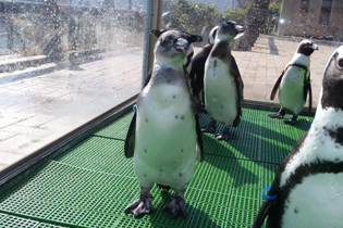 仲間のペンギン達と一緒でも威風堂々です! 仲間のペンギン達と一緒でも威風堂々です!
