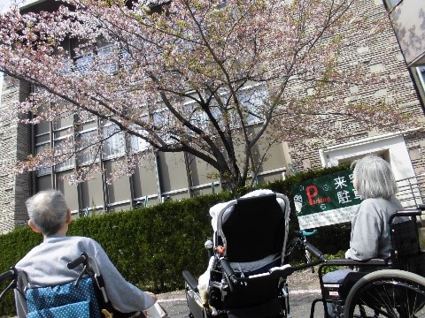 瑞穂の桜もきれいでした。